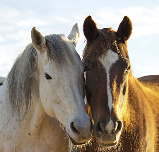 Walkin N Circles Ranch Horse Rescue
